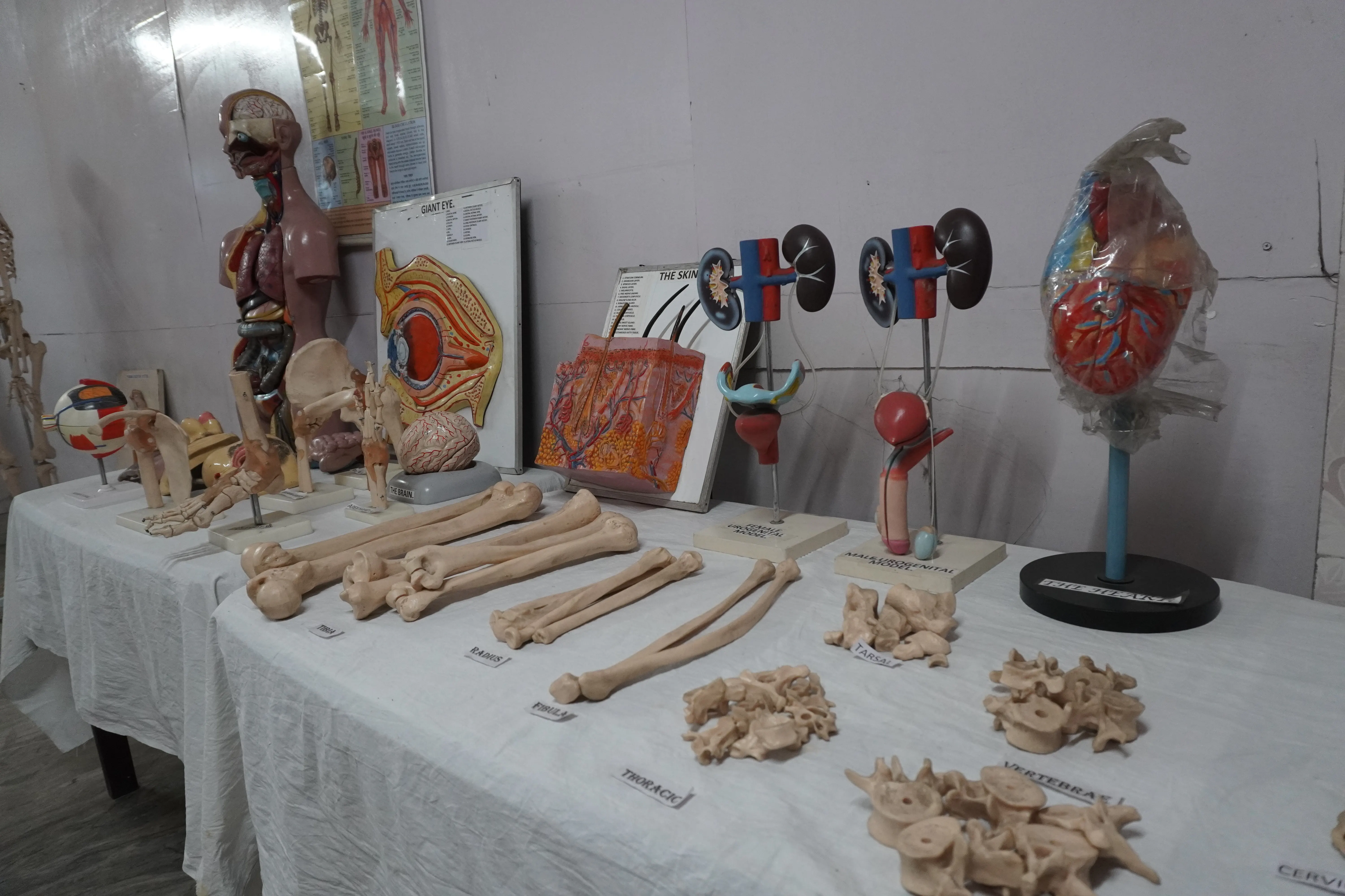 Anatomy & Physiology Lab